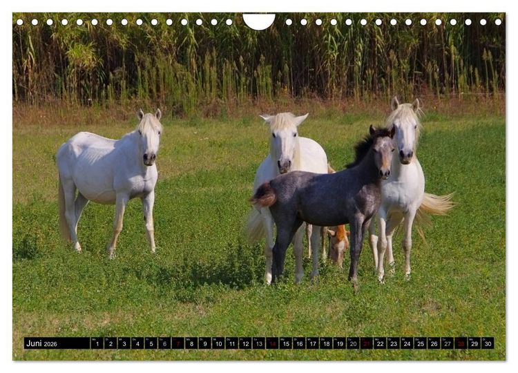 Produktbild: Camargue - Im Land der wei&szlig;en Pferde und schwarzen Stiere (Wandkalender 2026 DIN A4 quer), CALVENDO Monatskalender