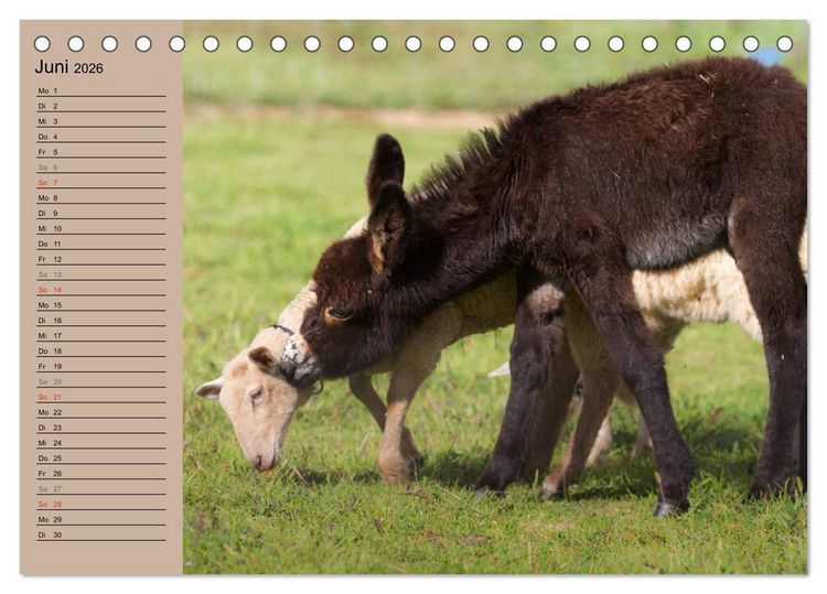 Produktbild: Das Esel-Paradies - Hunde und andere Feunde (Tischkalender 2026 DIN A5 quer), CALVENDO Monatskalender