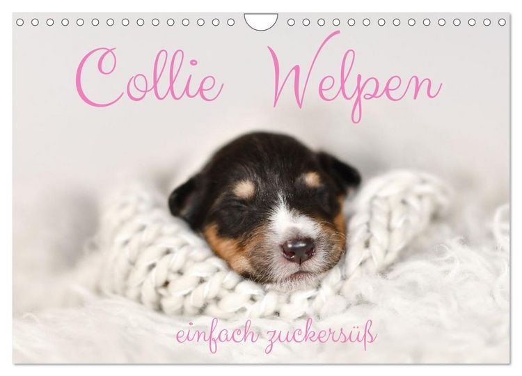 Produktbild: Collie Welpen einfach zuckers&uuml;&szlig; (Wandkalender 2026 DIN A4 quer), CALVENDO Monatskalender