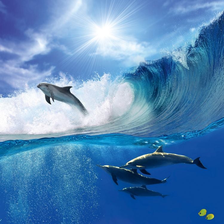 Produktbild: Delfine / Dolphins 2027