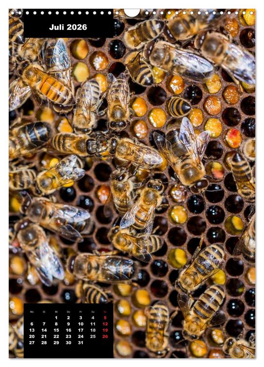 Produktbild: Bienen in ihrem geheimen Reich (Wandkalender 2026 DIN A3 hoch), CALVENDO Monatskalender