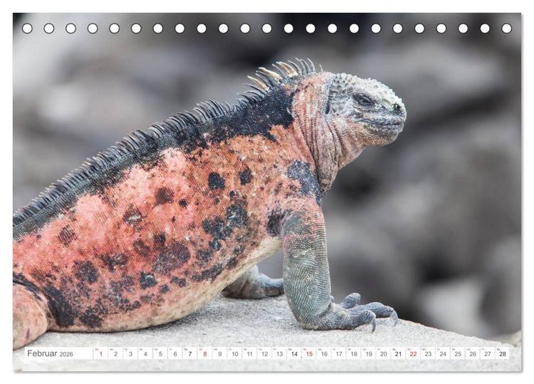 Produktbild: Galapagos. Verzauberte Inseln (Tischkalender 2026 DIN A5 quer), CALVENDO Monatskalender