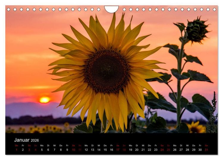 Produktbild: Blumen der Sonne (Wandkalender 2026 DIN A4 quer), CALVENDO Monatskalender