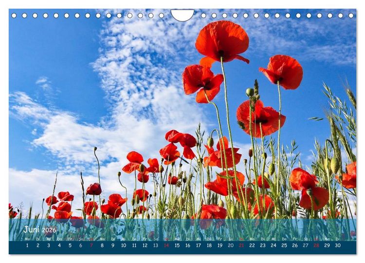 Produktbild: Mohntr&auml;ume (Wandkalender 2026 DIN A4 quer), CALVENDO Monatskalender