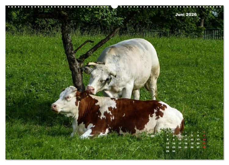 Produktbild: Impressionen aus Wangen im Allg&auml;u (Wandkalender 2026 DIN A2 quer), CALVENDO Monatskalender