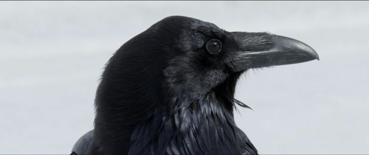 Produktbild: Kr&auml;hen - Die Natur beobachtet uns