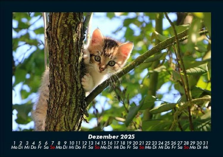 Produktbild: B&auml;ume 2025 Fotokalender DIN A5