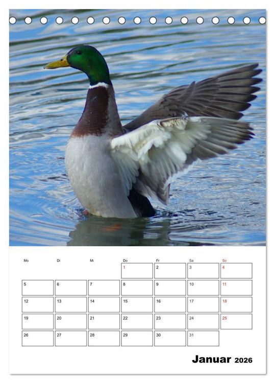 Produktbild: Liebenswerte Enten (Tischkalender 2026 DIN A5 hoch), CALVENDO Monatskalender