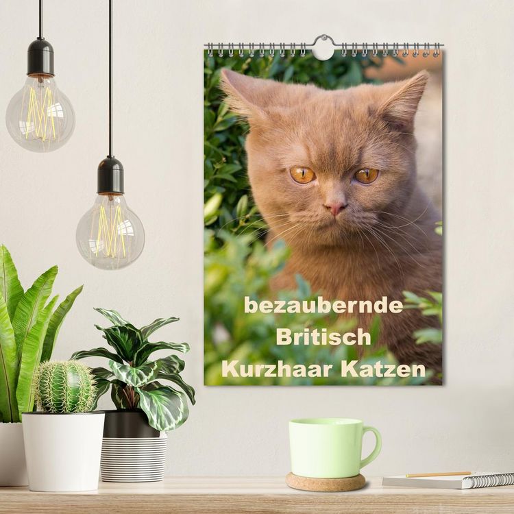 Produktbild: bezaubernde Britisch Kurzhaar Katzen (Wandkalender 2026 DIN A4 hoch), CALVENDO Monatskalender