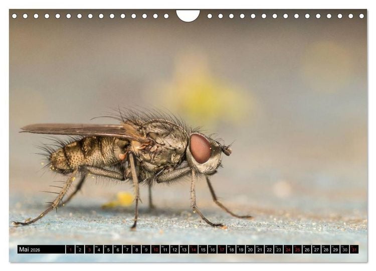 Produktbild: Kleine Wesen &ndash; Makroaufnahmen von einheimischen Insekten (Wandkalender 2026 DIN A4 quer), CALVENDO Monatskalender