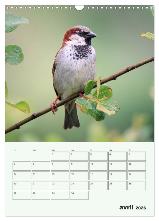 Produktbild: Voyage ornithologique (Calendrier mural 2026 DIN A3 horizontal), CALVENDO calendrier mensuel