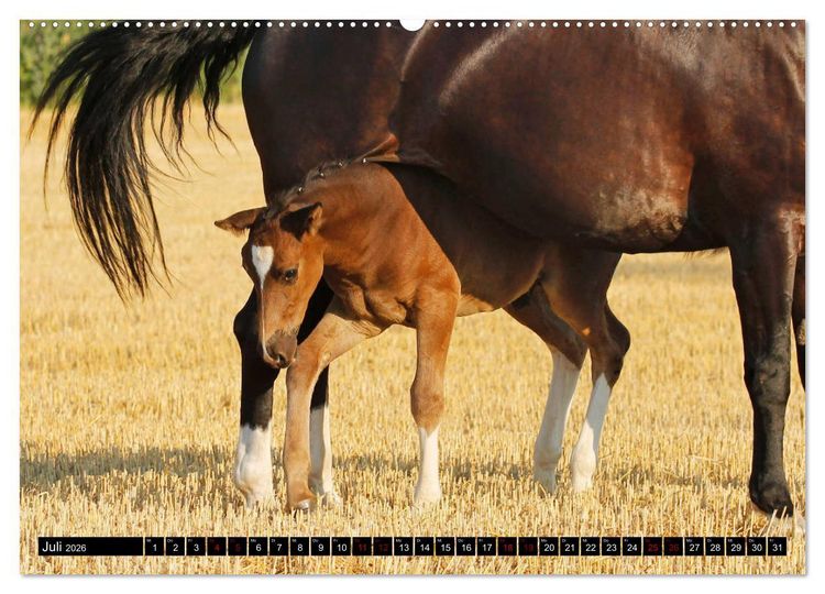 Produktbild: Schwere Warmbl&uuml;ter 2026 (hochwertiger Premium Wandkalender 2026 DIN A2 quer), Kunstdruck in Hochglanz