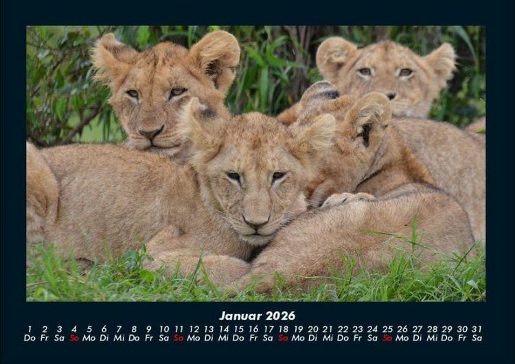 Produktbild: Tiere in der Wildnis 2026 Fotokalender DIN A4