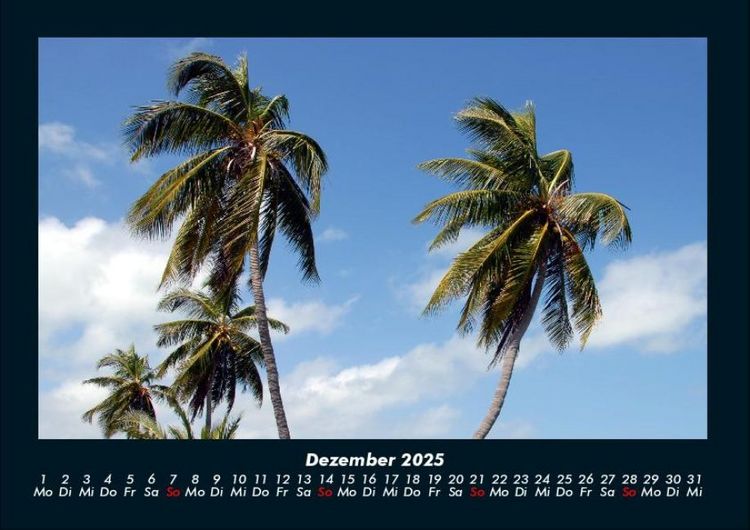 Produktbild: Palmentraum 2025 Fotokalender DIN A4