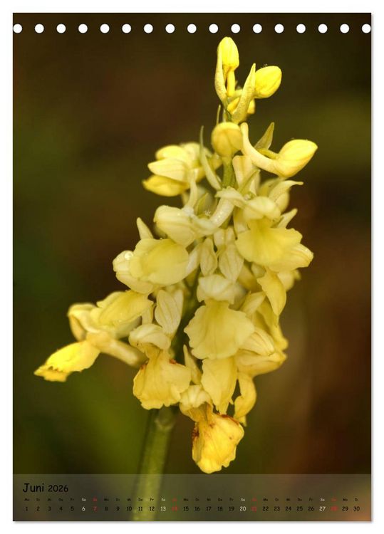 Produktbild: Juwelen der Natur - Ein Orchideensommer (Tischkalender 2026 DIN A5 hoch), CALVENDO Monatskalender