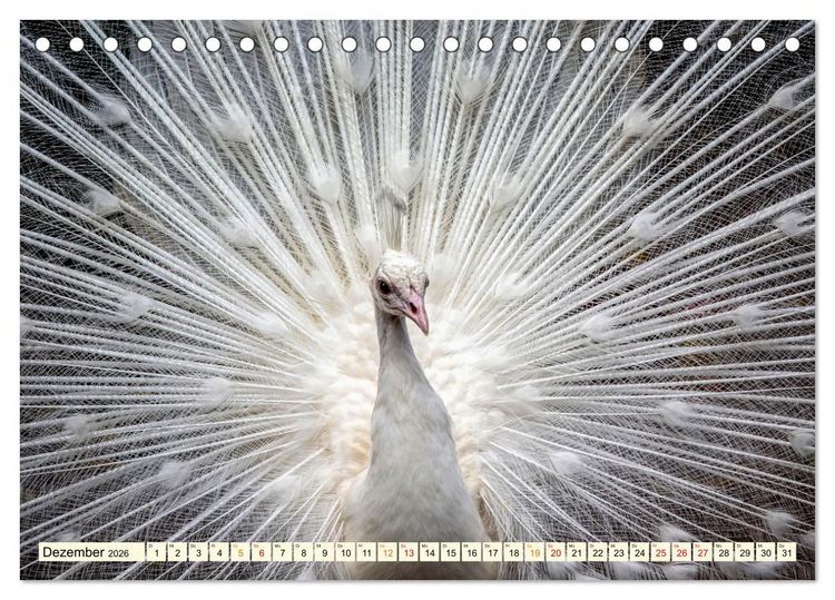 Produktbild: Sch&ouml;ner Pfau (Tischkalender 2026 DIN A5 quer), CALVENDO Monatskalender