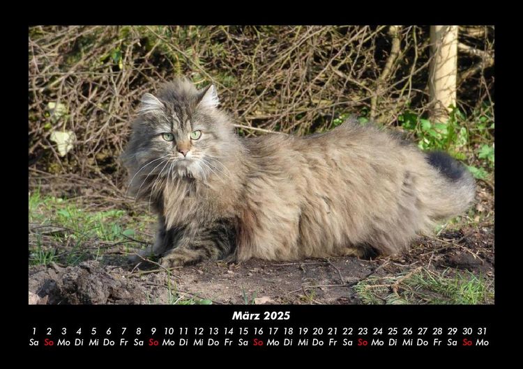 Produktbild: F&uuml;r Katzenfreunde 2025 Fotokalender DIN A3