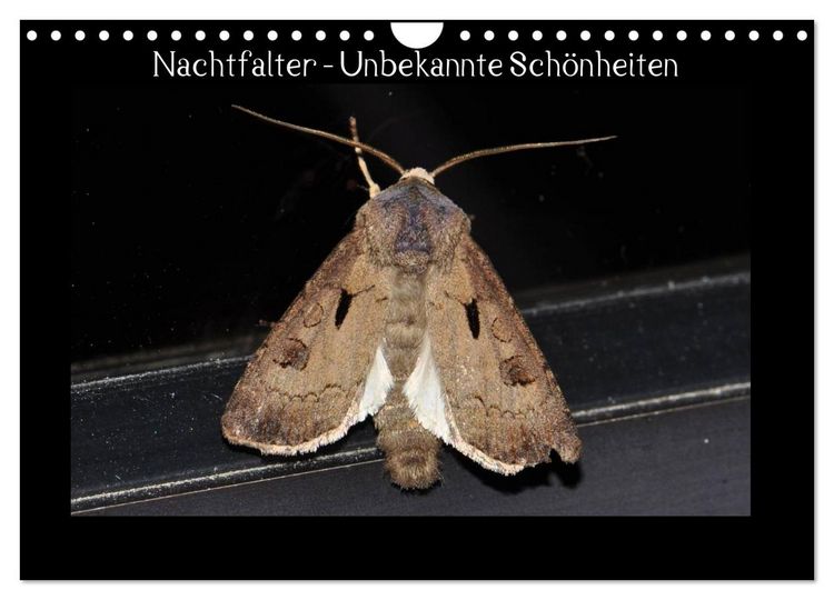 Produktbild: Nachtfalter - Unbekannte Sch&ouml;nheiten (Wandkalender 2026 DIN A4 quer), CALVENDO Monatskalender