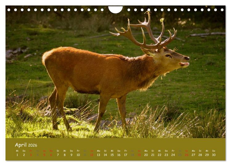 Produktbild: Begegnungen. DER HIRSCH (Wandkalender 2026 DIN A4 quer), CALVENDO Monatskalender