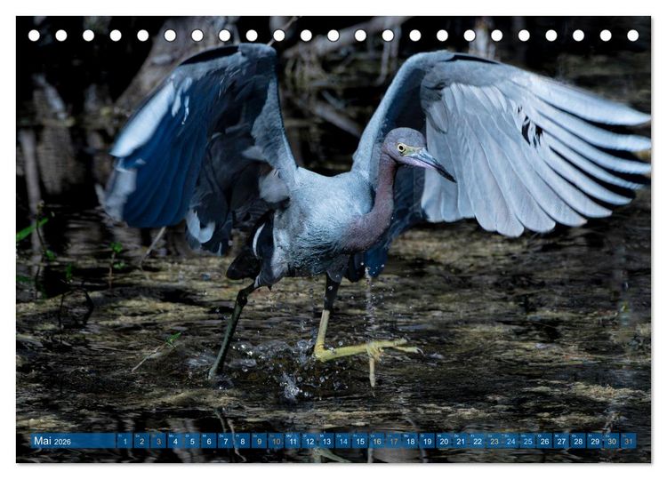 Produktbild: Blaureiher und Dreifarbenreiher (Tischkalender 2026 DIN A5 quer), CALVENDO Monatskalender