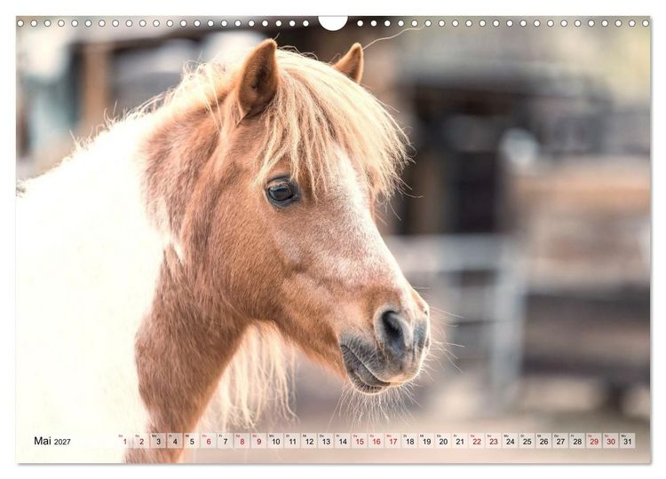 Produktbild: Colorful Horse Ranch &ndash; Wo Tinker posen und Ponys l&auml;cheln (Wandkalender 2027 DIN A3 quer), CALVENDO Monatskalender