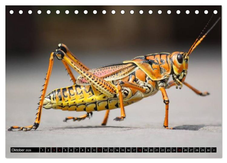 Produktbild: Insekten &bull; Bizarre Naturwunder (Tischkalender 2026 DIN A5 quer), CALVENDO Monatskalender