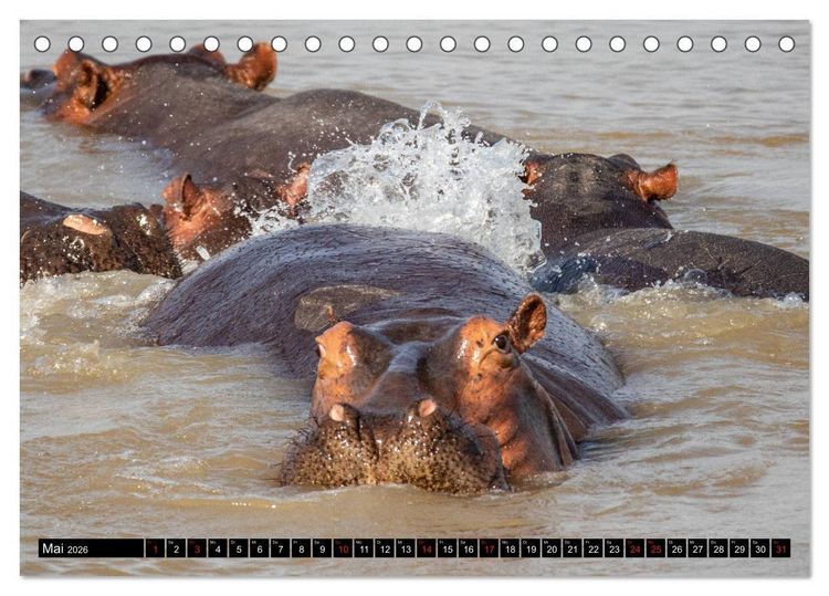 Produktbild: Hippos im s&uuml;dlichen Afrika (Tischkalender 2026 DIN A5 quer), CALVENDO Monatskalender