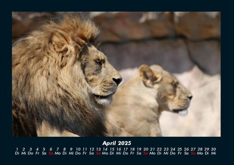 Produktbild: L&ouml;wen in der Wildnis 2025 Fotokalender DIN A4