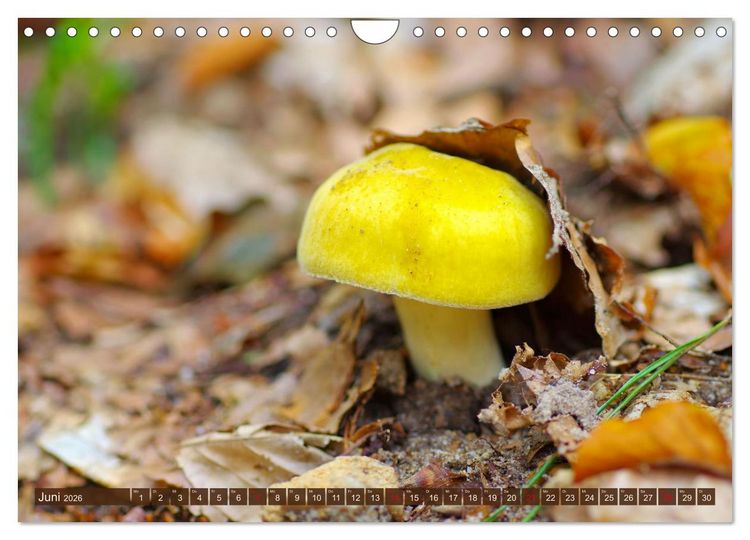 Produktbild: Herbstzeit ist Pilzezeit (Wandkalender 2026 DIN A4 quer), CALVENDO Monatskalender