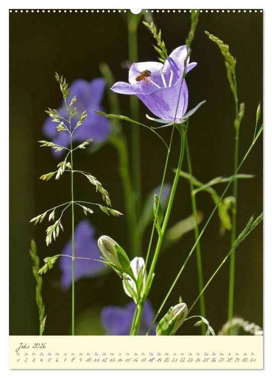 Produktbild: Bl&uuml;tenzauber im Garten (Wandkalender 2026 DIN A2 hoch), CALVENDO Monatskalender