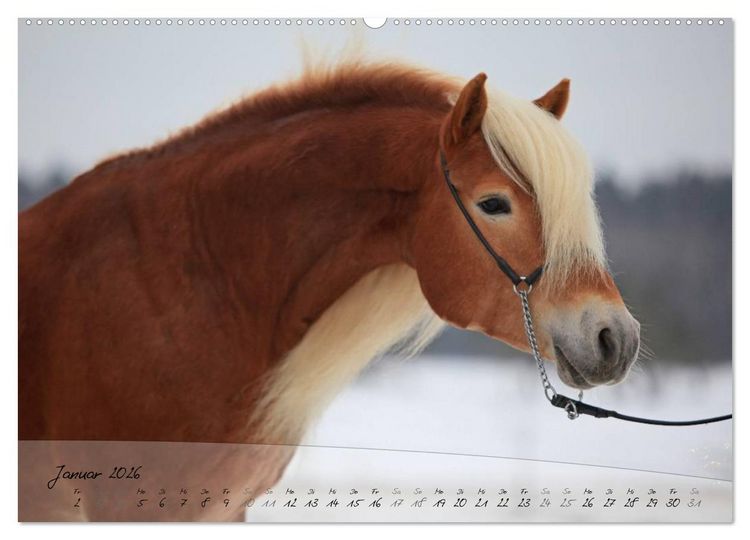 Produktbild: Haflinger-Pferde in Reinzucht (Wandkalender 2026 DIN A2 quer), CALVENDO Monatskalender