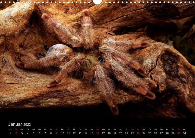 Produktbild: Vogelspinnen - Tarantulas (Wandkalender 2022 DIN A3 quer)