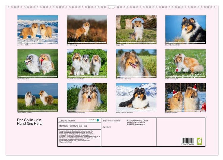 Produktbild: Der Collie - ein Hund f&uuml;rs Herz (Wandkalender 2026 DIN A2 quer), CALVENDO Monatskalender
