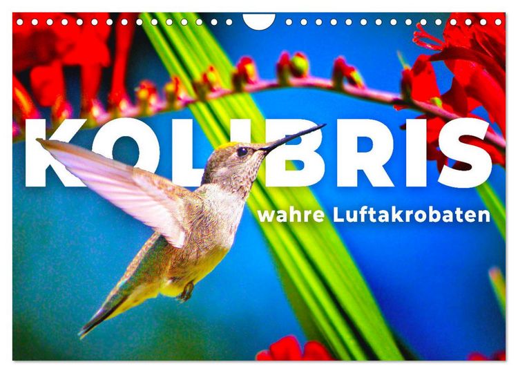 Produktbild: Kolibris - wahre Luftakrobaten (Wandkalender 2026 DIN A4 quer), CALVENDO Monatskalender