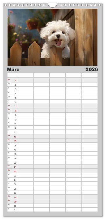 Produktbild: Familienplaner 2026 - Bichon fris&eacute;, wei&szlig;e H&uuml;ndchen mit lockigem Haar mit 5 Spalten (Wandkalender, 21 x 45 cm) CALVENDO