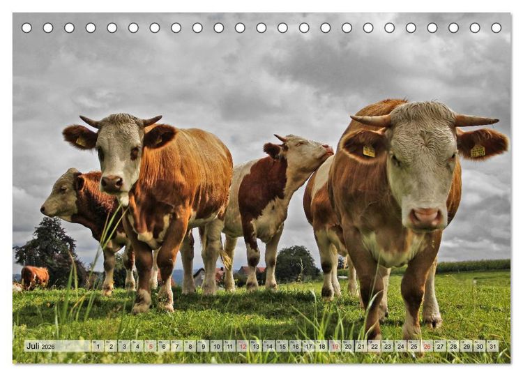 Produktbild: Gl&uuml;ckliche K&uuml;he auf saftigen Wiesen (Tischkalender 2026 DIN A5 quer), CALVENDO Monatskalender
