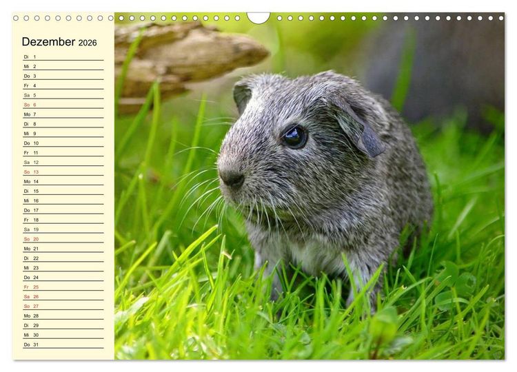 Produktbild: Meerschweinchen. Geliebte Nager (Wandkalender 2026 DIN A3 quer), CALVENDO Monatskalender