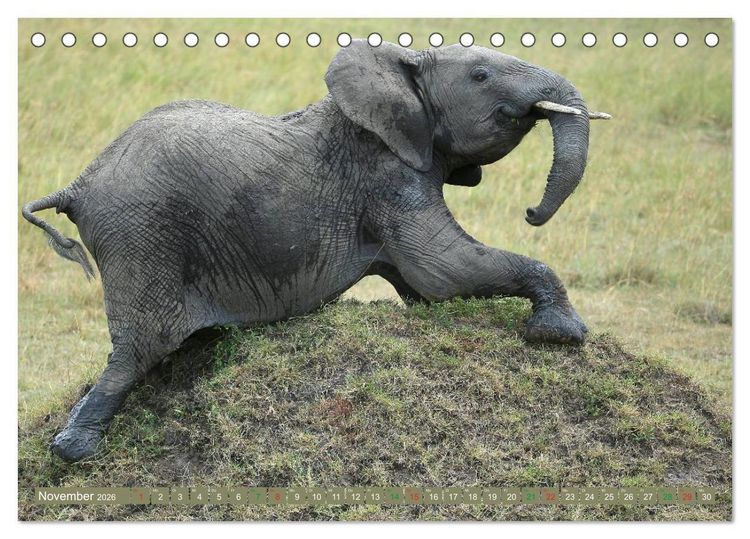 Produktbild: Afrika - im Reich der Elefanten (Tischkalender 2026 DIN A5 quer), CALVENDO Monatskalender
