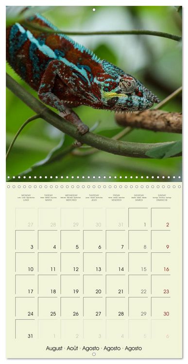 Produktbild: Les merveilles du monde les reptiles (Calendrier mural carr&eacute; 2026 30x30 cm) Calendrier double avec une page pour vos prises de notes
