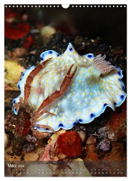 Produktbild: Nudibranches Meeresnacktschnecken aus Nord-Sulawesi (Wandkalender 2026 DIN A3 hoch), CALVENDO Monatskalender