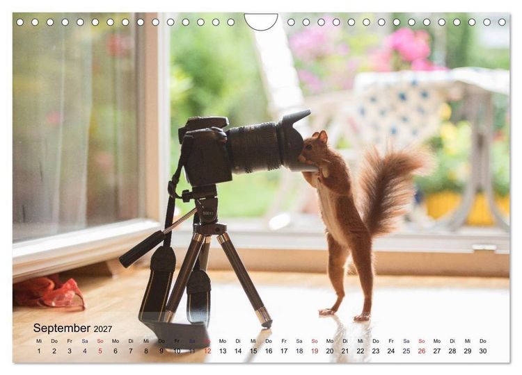 Produktbild: Spa&szlig; mit Eichh&ouml;rnchen! (Wandkalender 2027 DIN A4 quer), CALVENDO Monatskalender