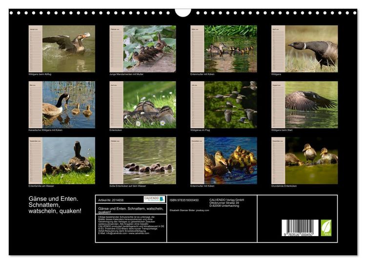 Produktbild: G&auml;nse und Enten. Schnattern, watscheln, quaken! (Wandkalender 2026 DIN A3 quer), CALVENDO Monatskalender