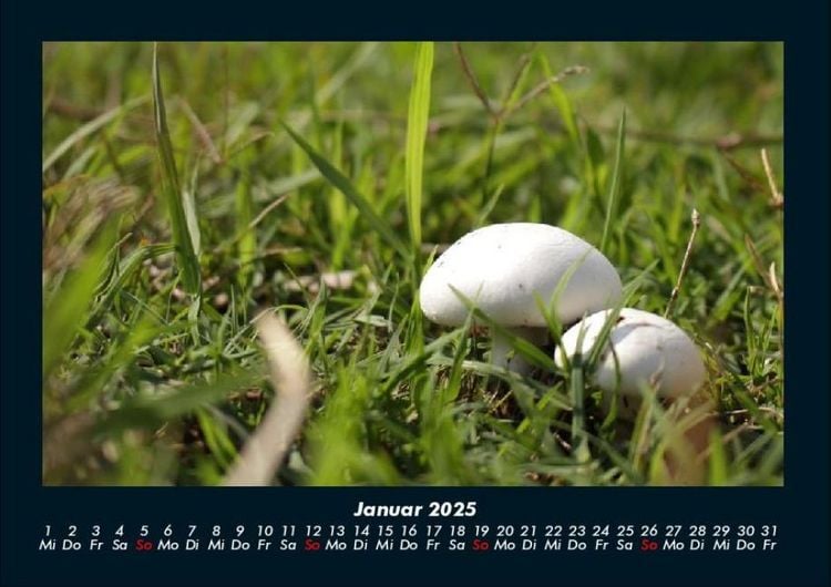 Produktbild: Bilder aus der Natur 2025 Fotokalender DIN A4
