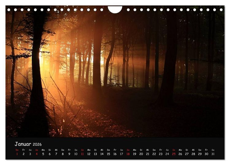 Produktbild: Lichter im Wald (Wandkalender 2026 DIN A4 quer), CALVENDO Monatskalender