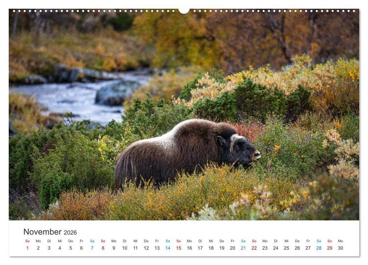 Produktbild: Die letzten Moschusochsen Europas (hochwertiger Premium Wandkalender 2026 DIN A2 quer), Kunstdruck in Hochglanz
