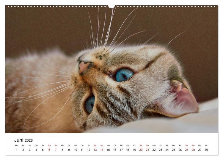Produktbild: Katzenbabys (Wandkalender 2026 DIN A2 quer), CALVENDO Monatskalender