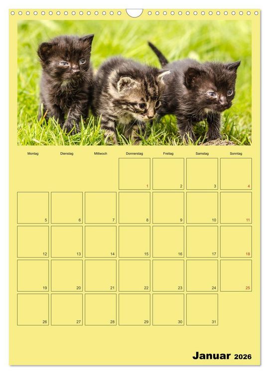 Produktbild: Mit Katzen durchs Jahr / Planer (Wandkalender 2026 DIN A3 hoch), CALVENDO Monatskalender