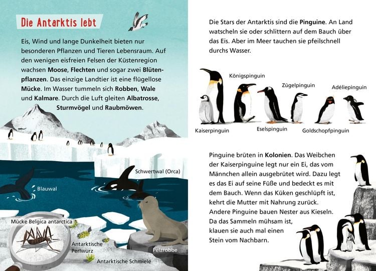 Produktbild: Pixi Wissen 120: Arktis und Antarktis