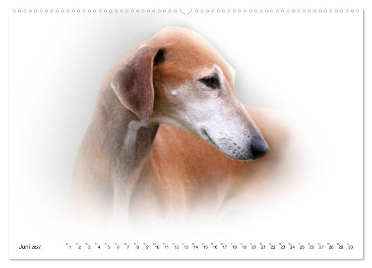 Produktbild: Windhund Portrait 2027 White Edition (Wandkalender 2027 DIN A2 quer), CALVENDO Monatskalender