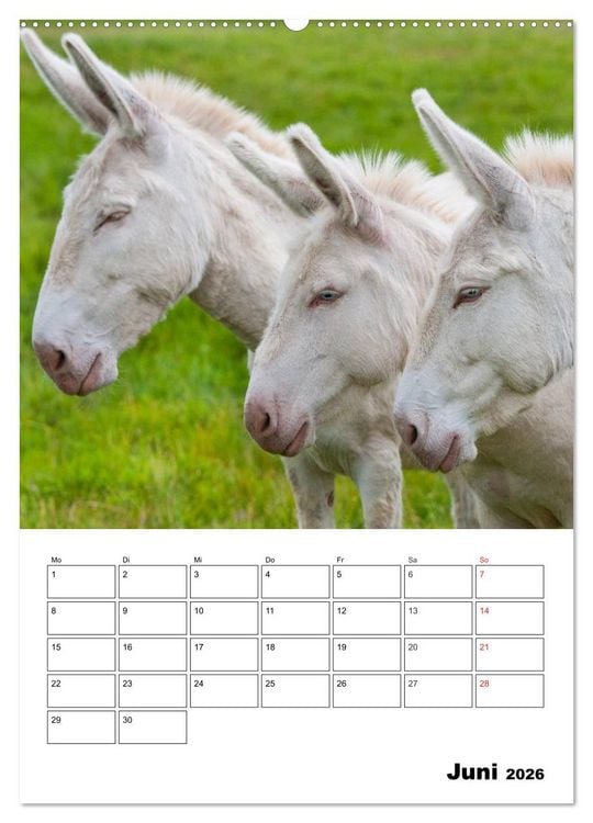 Produktbild: S&uuml;&szlig;e Esel. Langohren zum Verlieben (hochwertiger Premium Wandkalender 2026 DIN A2 hoch), Kunstdruck in Hochglanz
